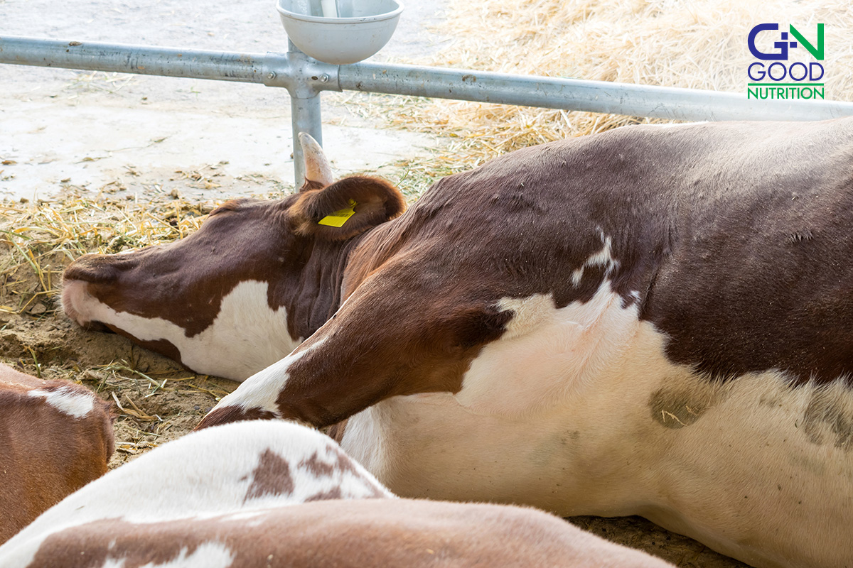 Sick Cows from Mastitis