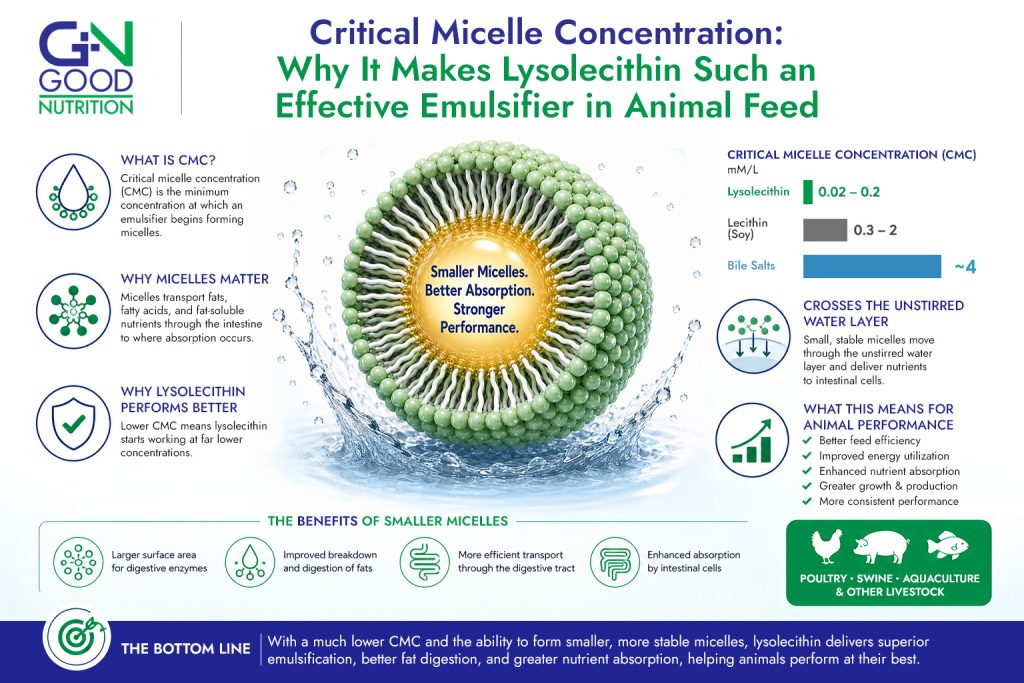 Critical Micelle Concentration (CMC) Infographic