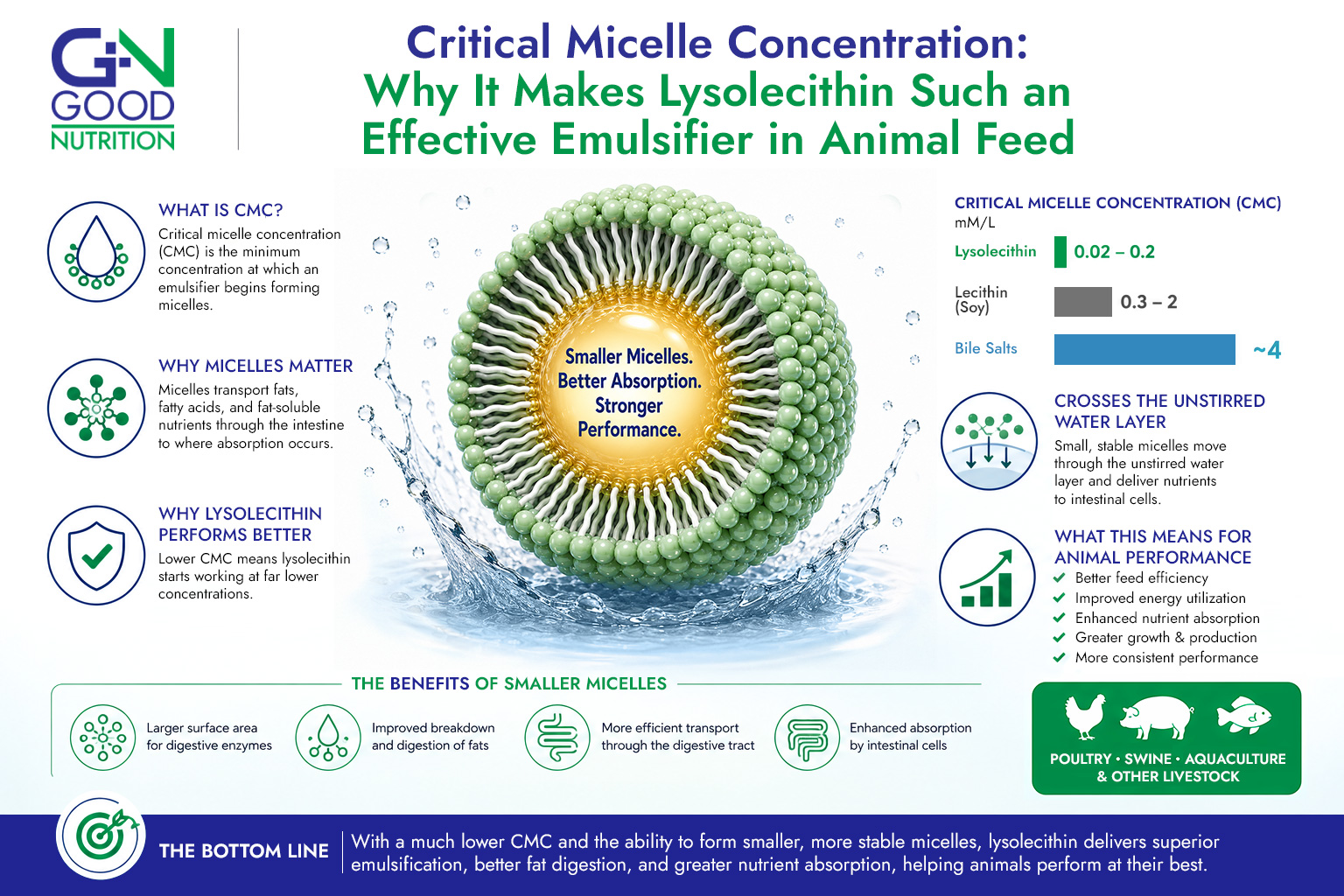 Critical Micelle Concentration (CMC) Infographic