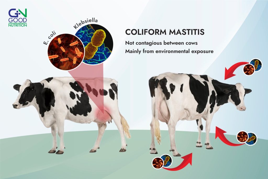 Coliform Mastitis