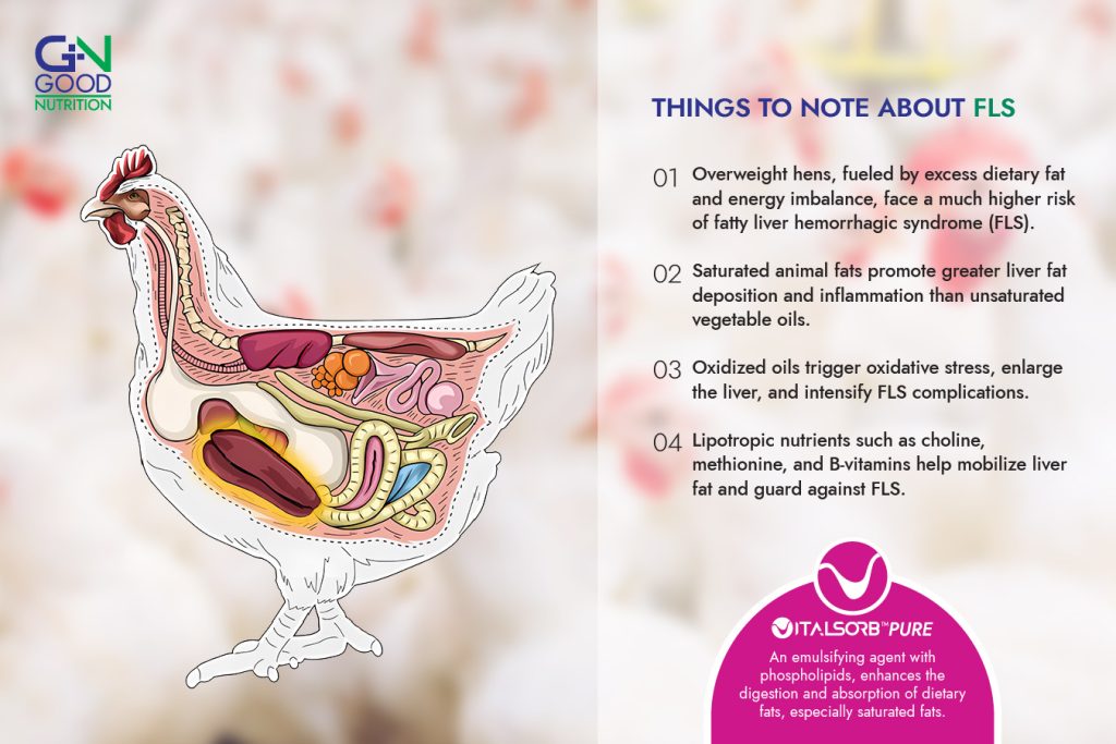 FLS Fatty Liver Syndrome in hens