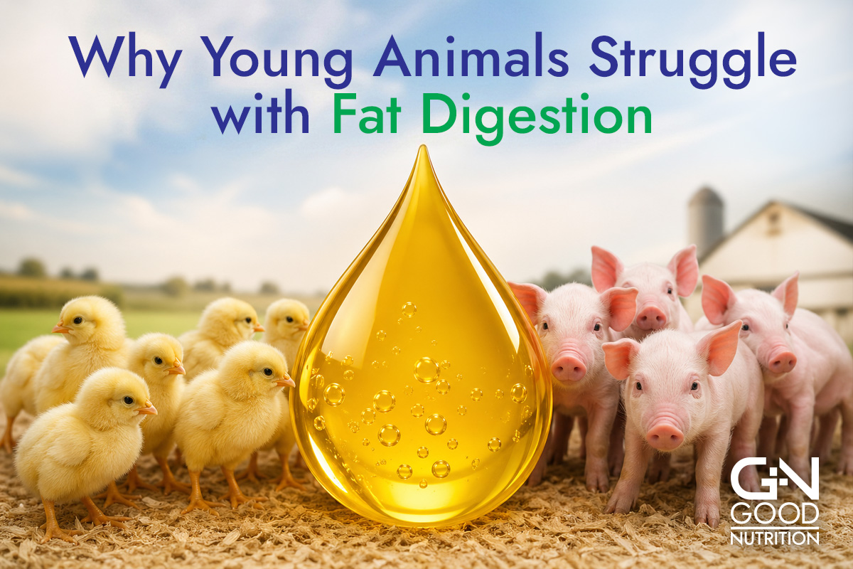 Fat-Digestion-for-Young-Animals