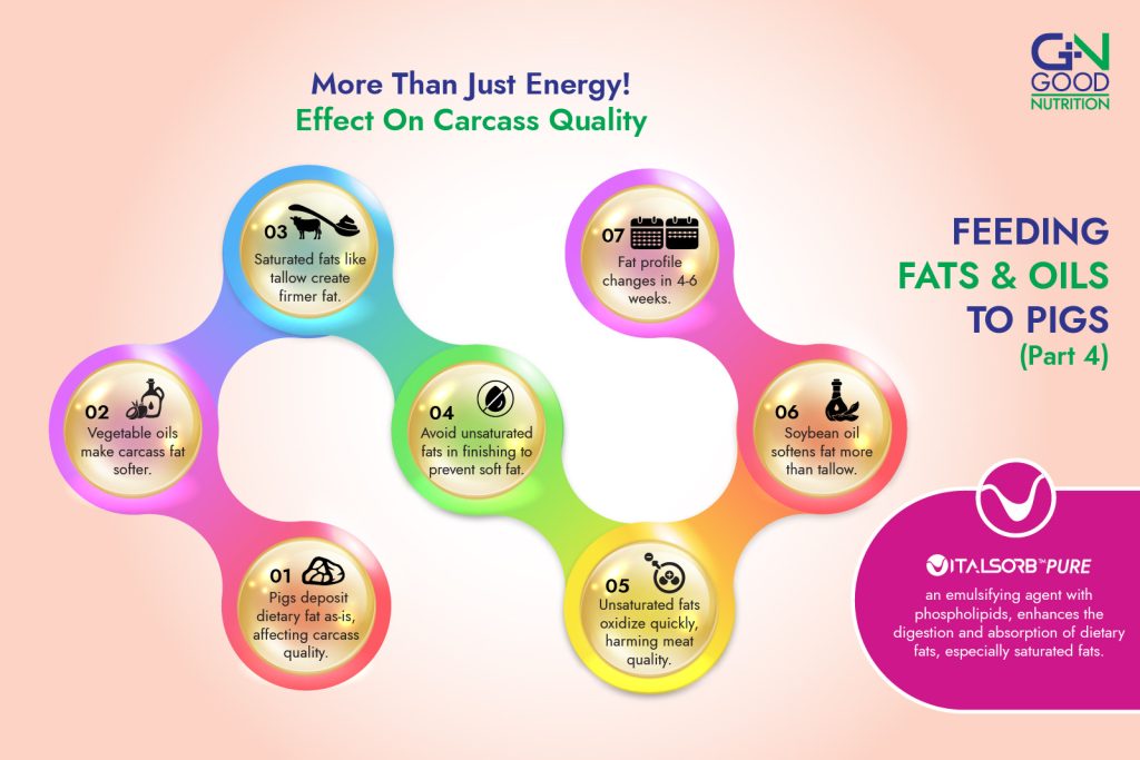 Fats for Pigs - Effect On Carcass Quality