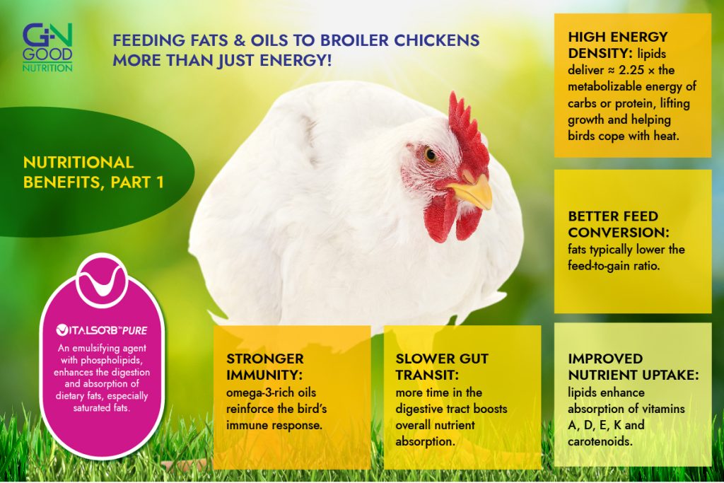 Benefits of Feeding Fats & Oils to Broiler Chickens