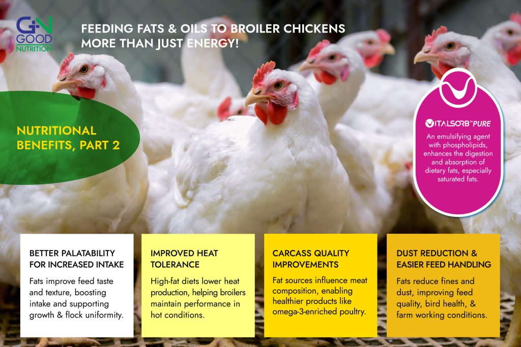 Benefits of Feeding Fats & Oils to Broiler Chickens