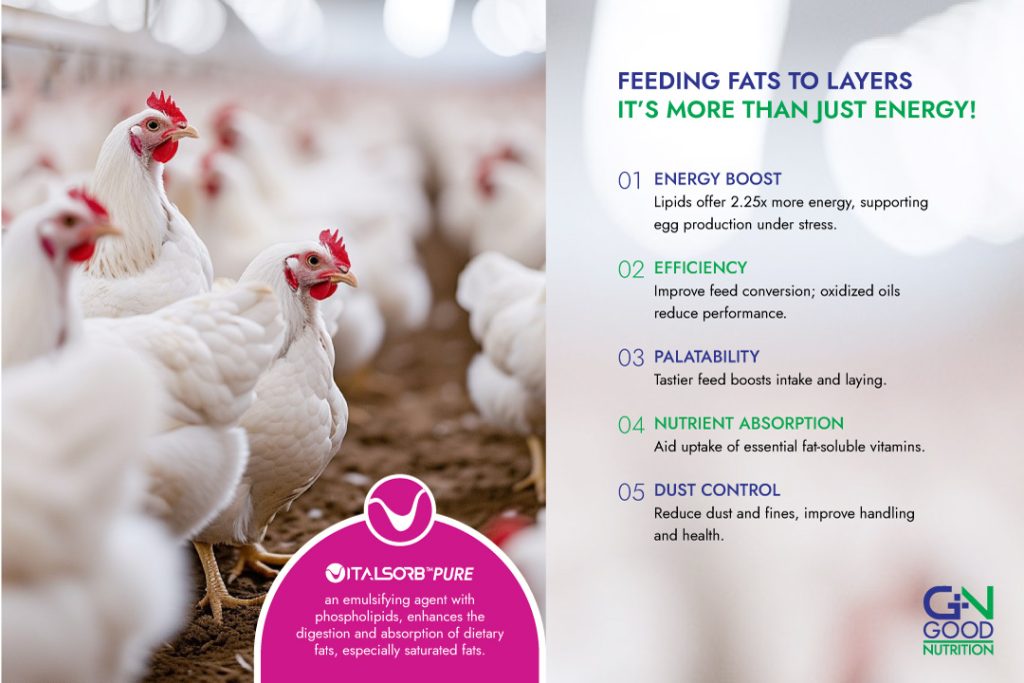 Feeding Fats to Layer Hens