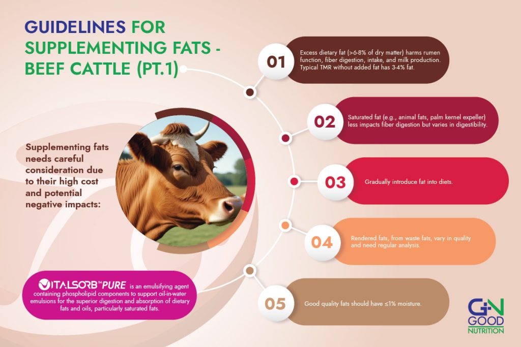 Guidelines for Supplementing Fats in Beef Cattle using Lysolecithin Part 1