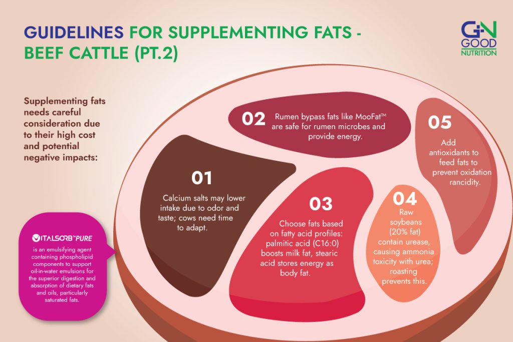 Guidelines for Supplementing Fats in Beef Cattle using Lysolecithin Part 2