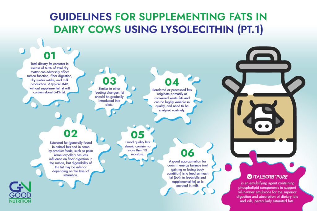 Guidelines for supplementing fats in dairy cows using lysolecithin from GN Good Nutrition