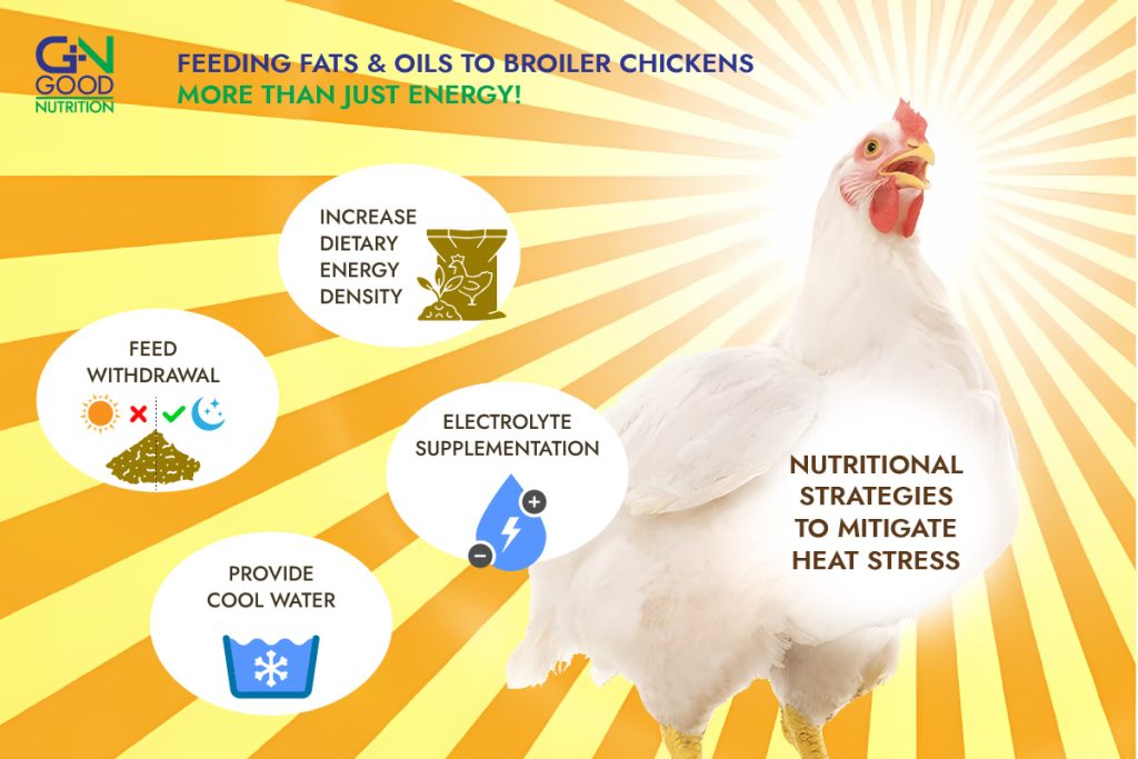 Heat Stress Management Tips in Poultry Farming