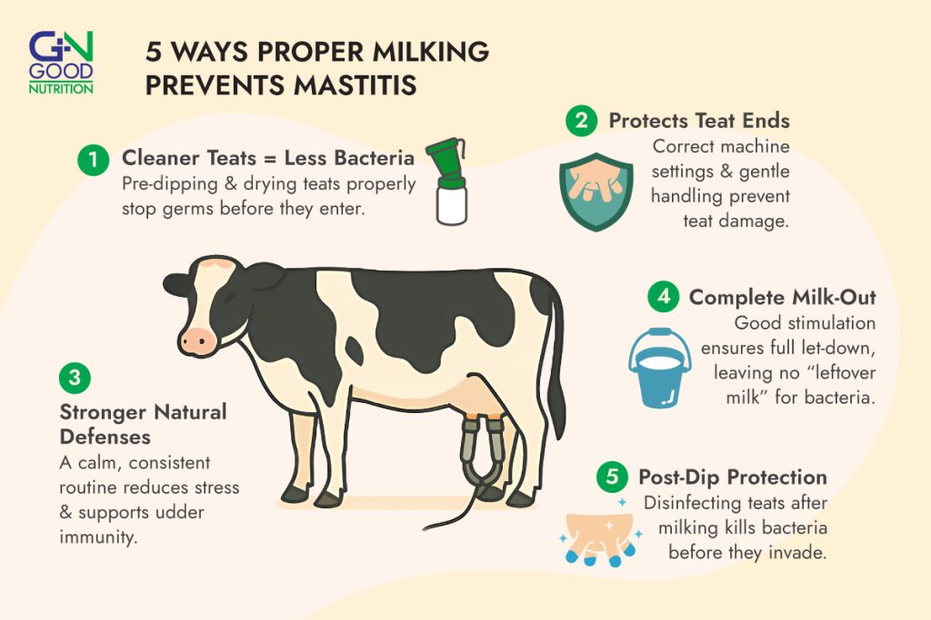 5 ways of proper milking to prevent mastitis