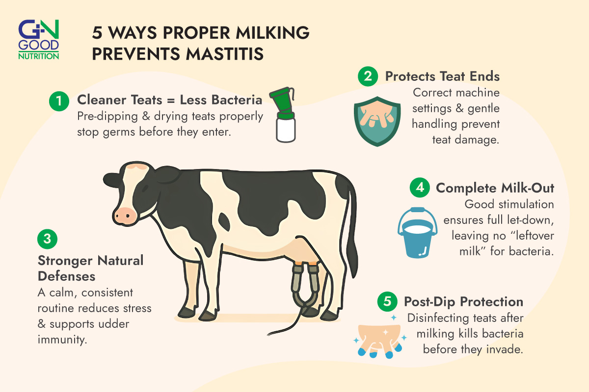5 ways of proper milking to prevent mastitis
