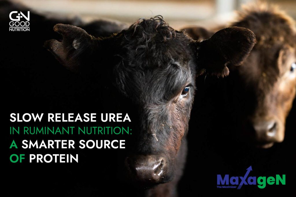 An introduction to Slow Release Urea in ruminant nutrition