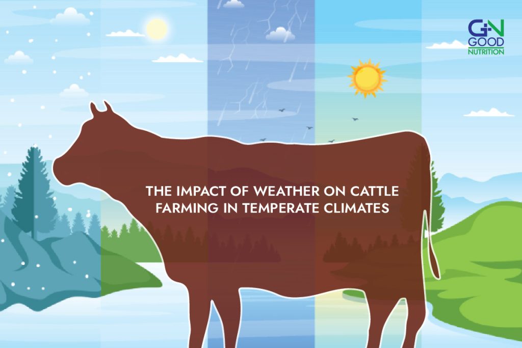 Weather Impact on Cattle Farming