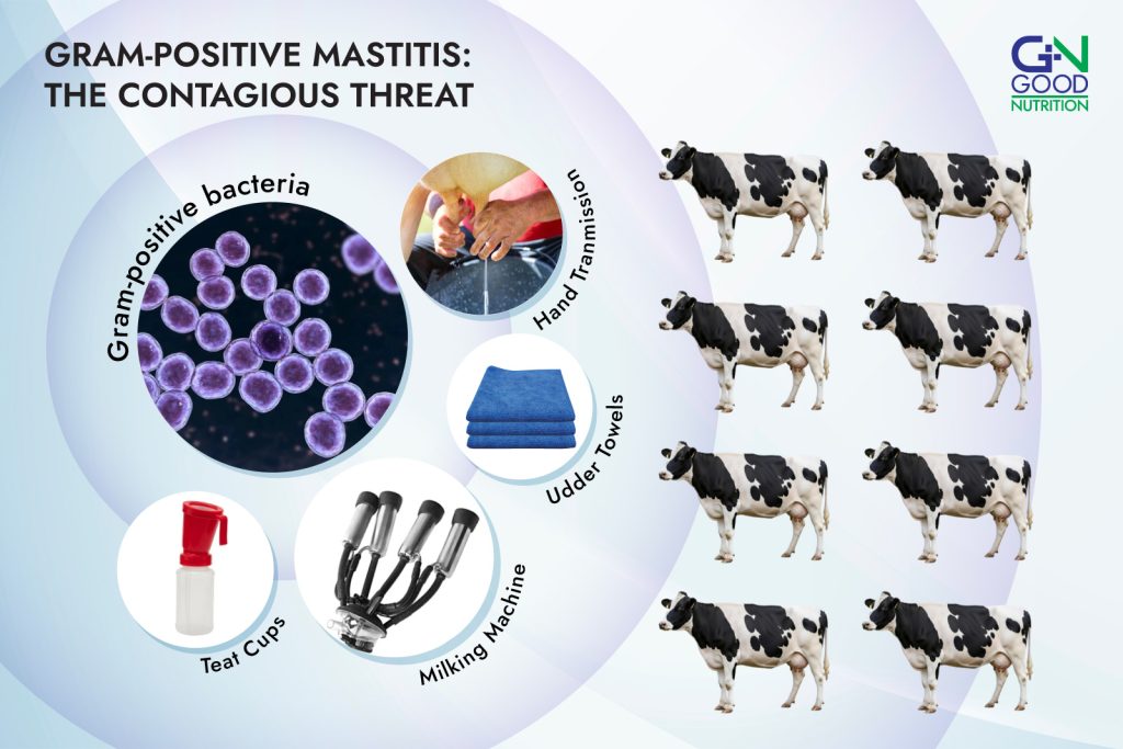 Gram Positive Bacteria Transmission in Milking Enviroment