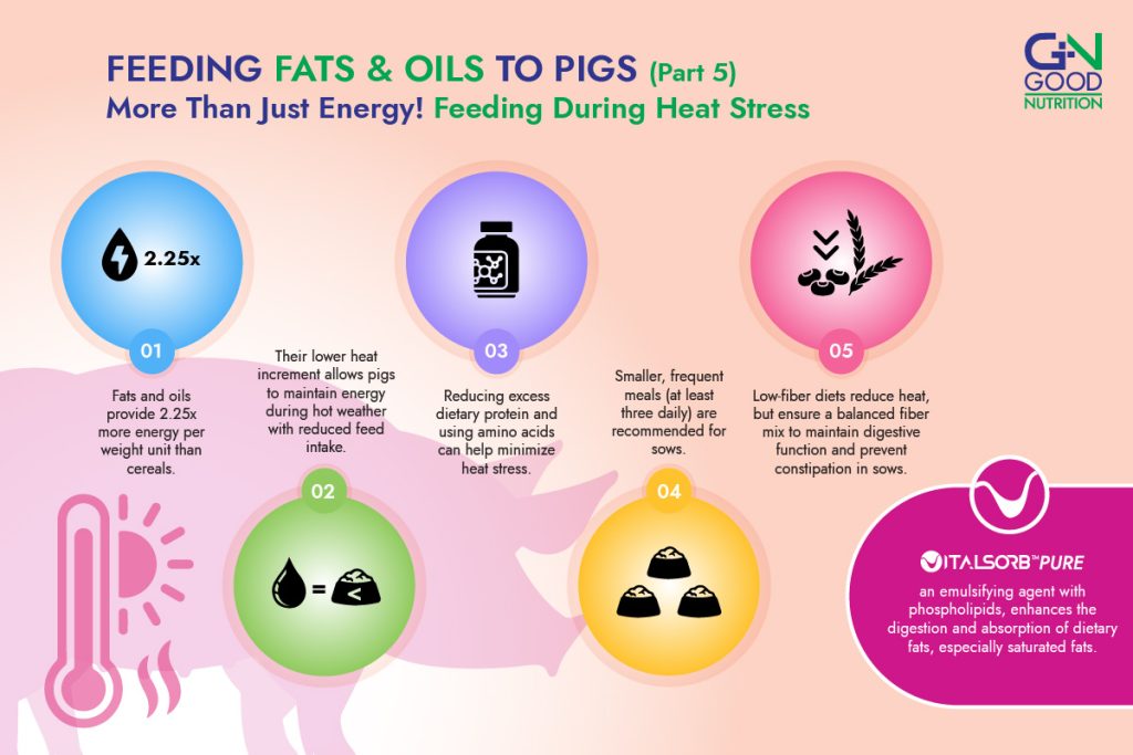 feeding fats and oils to pigs during heat stress