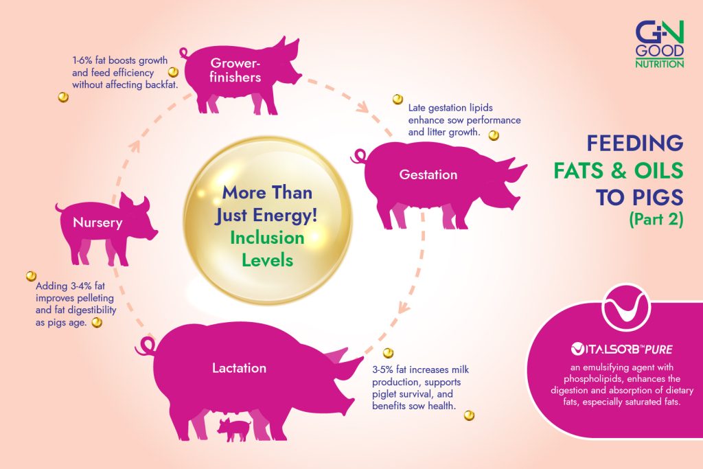 feeding fats and oils to pigs stages inclusion levels