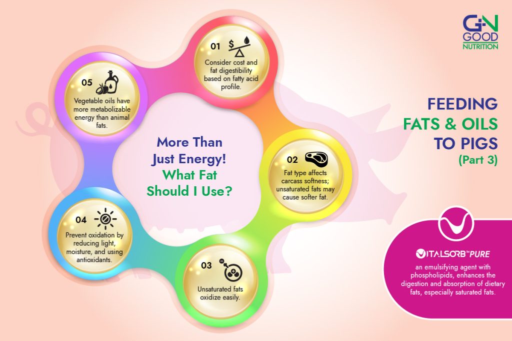 feeding fats and oils to pigs what fat to use