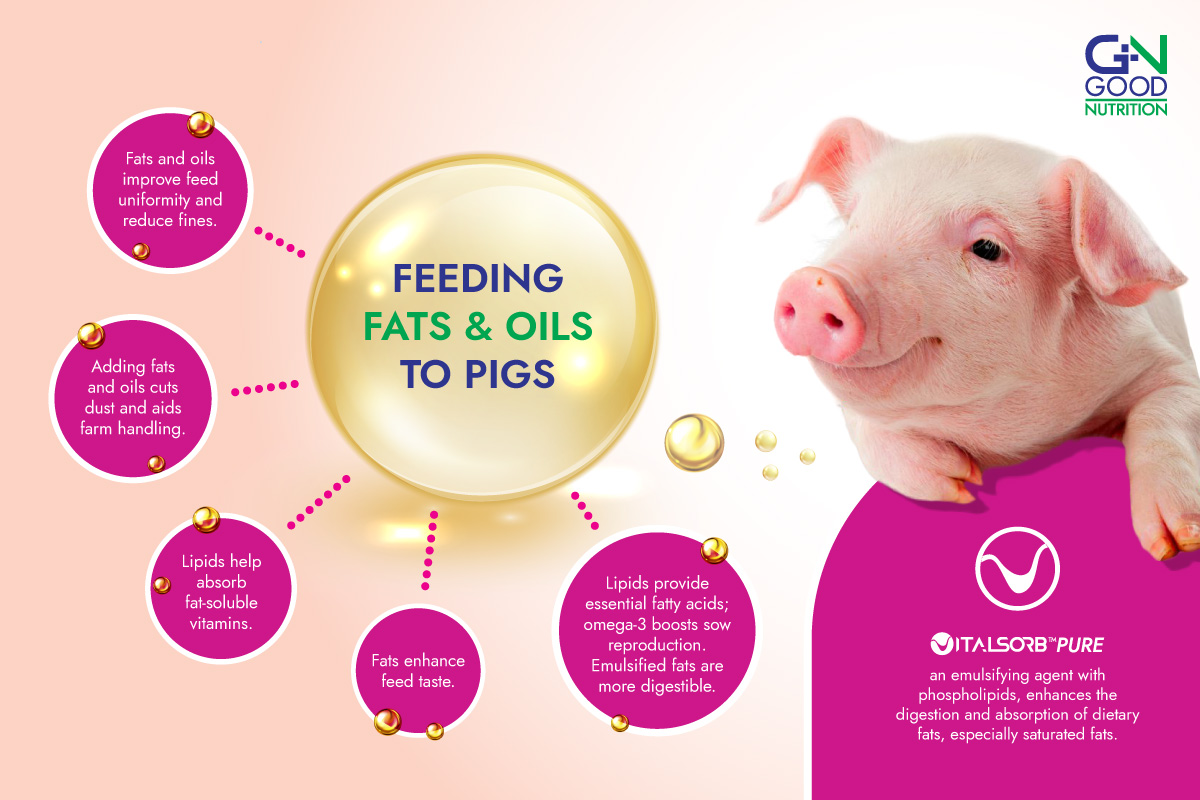 feeding fats and oils to pigs guideline