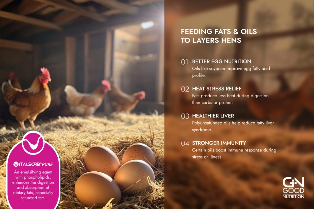feeding-fats-to-layer-hens