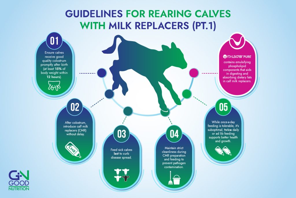 infographic guideline for rearing calves with milk replacers using lysolecithin part 1