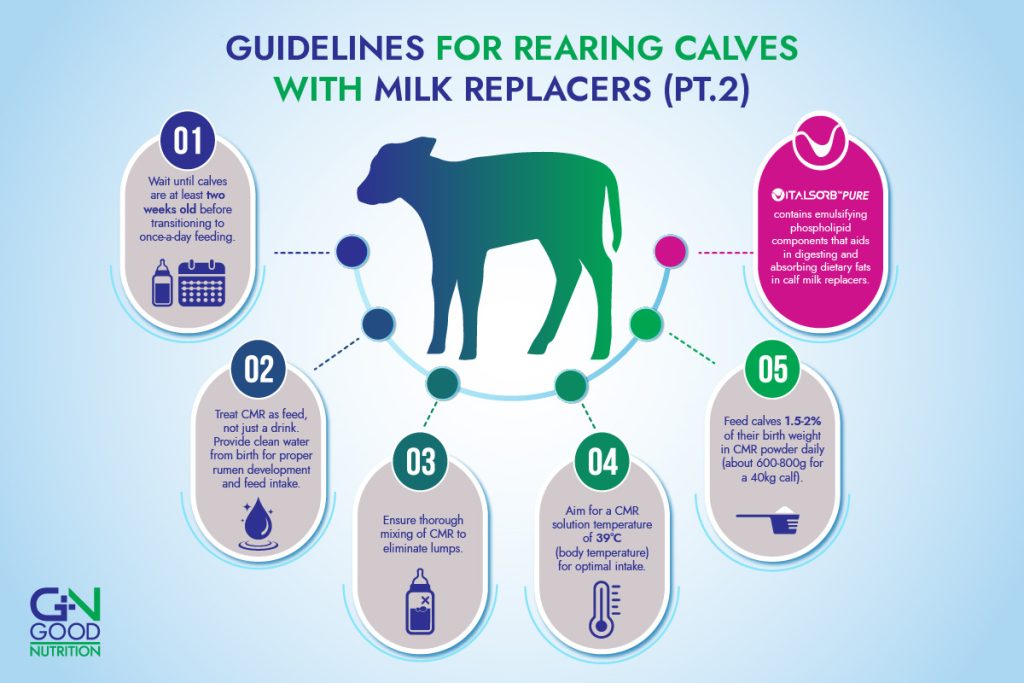 infographic guideline for rearing calves with milk replacers using lysolecithin part 2