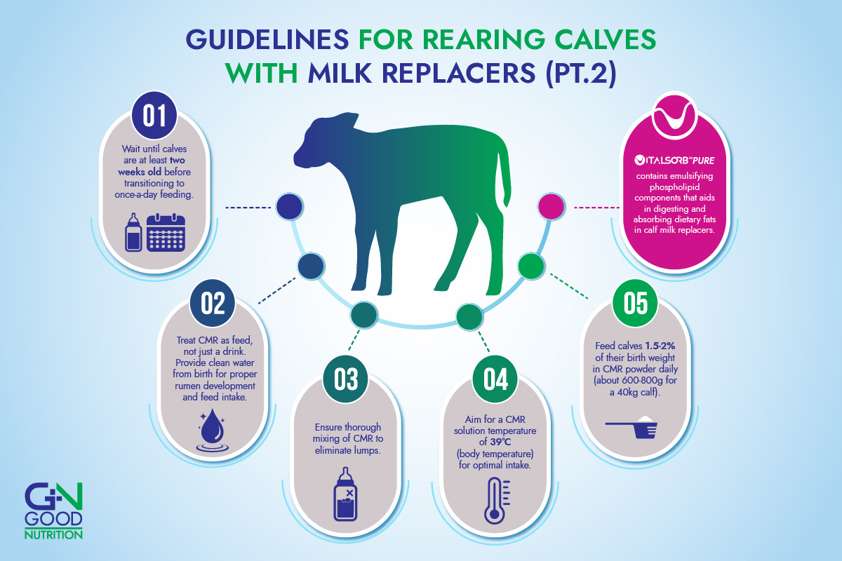 infographic guideline for rearing calves with milk replacers using lysolecithin part 2