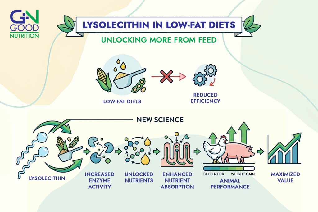 lysolecithin in low-fat diets
